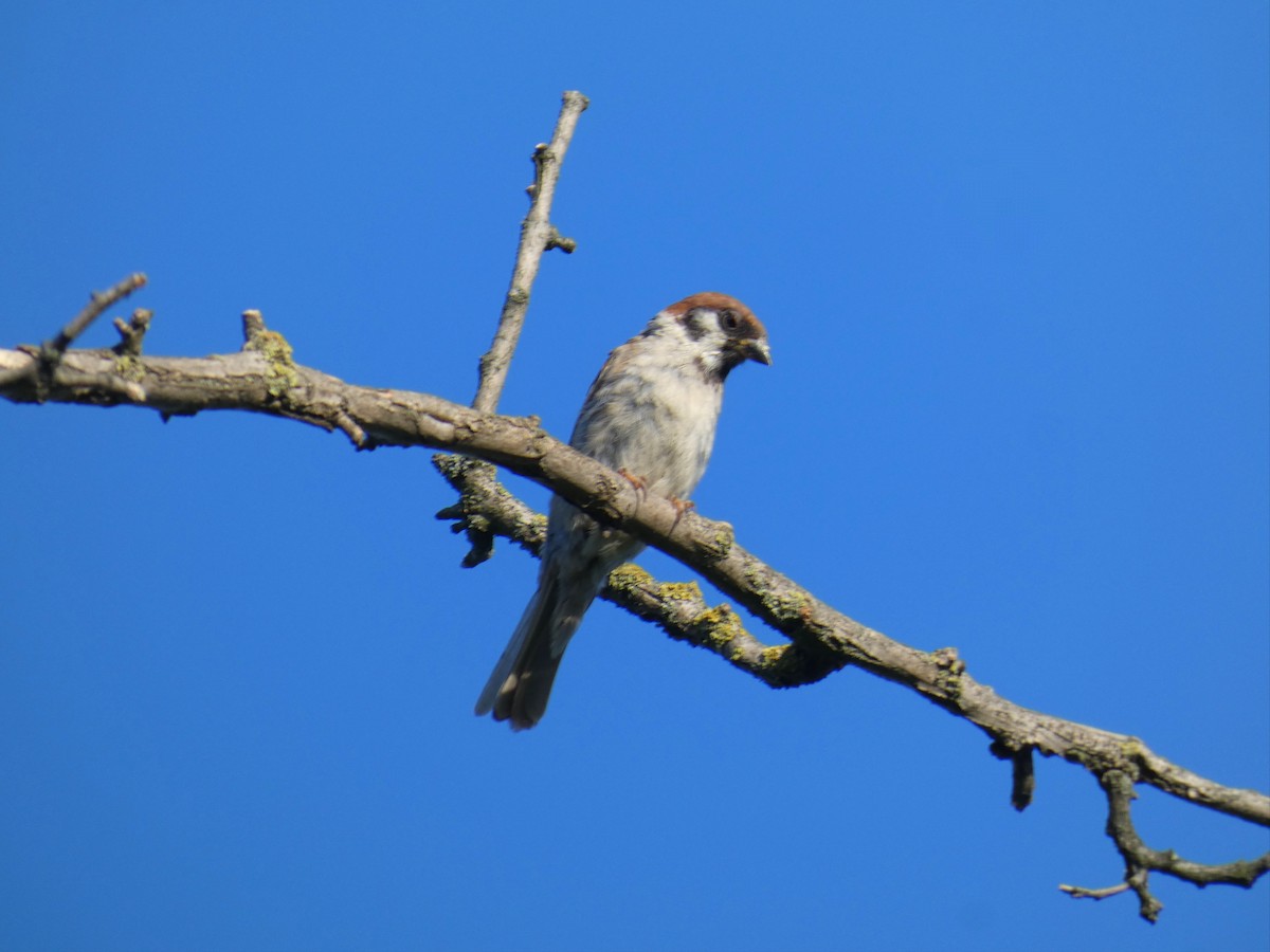 Landa-txolarrea - ML646925707