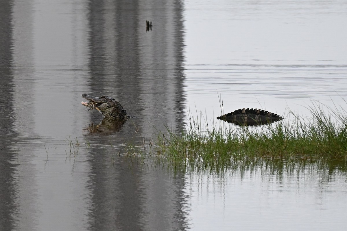 American Alligator - ML646925708