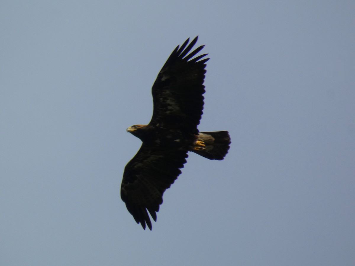 Eguzki-arrano eurasiarra - ML646925710