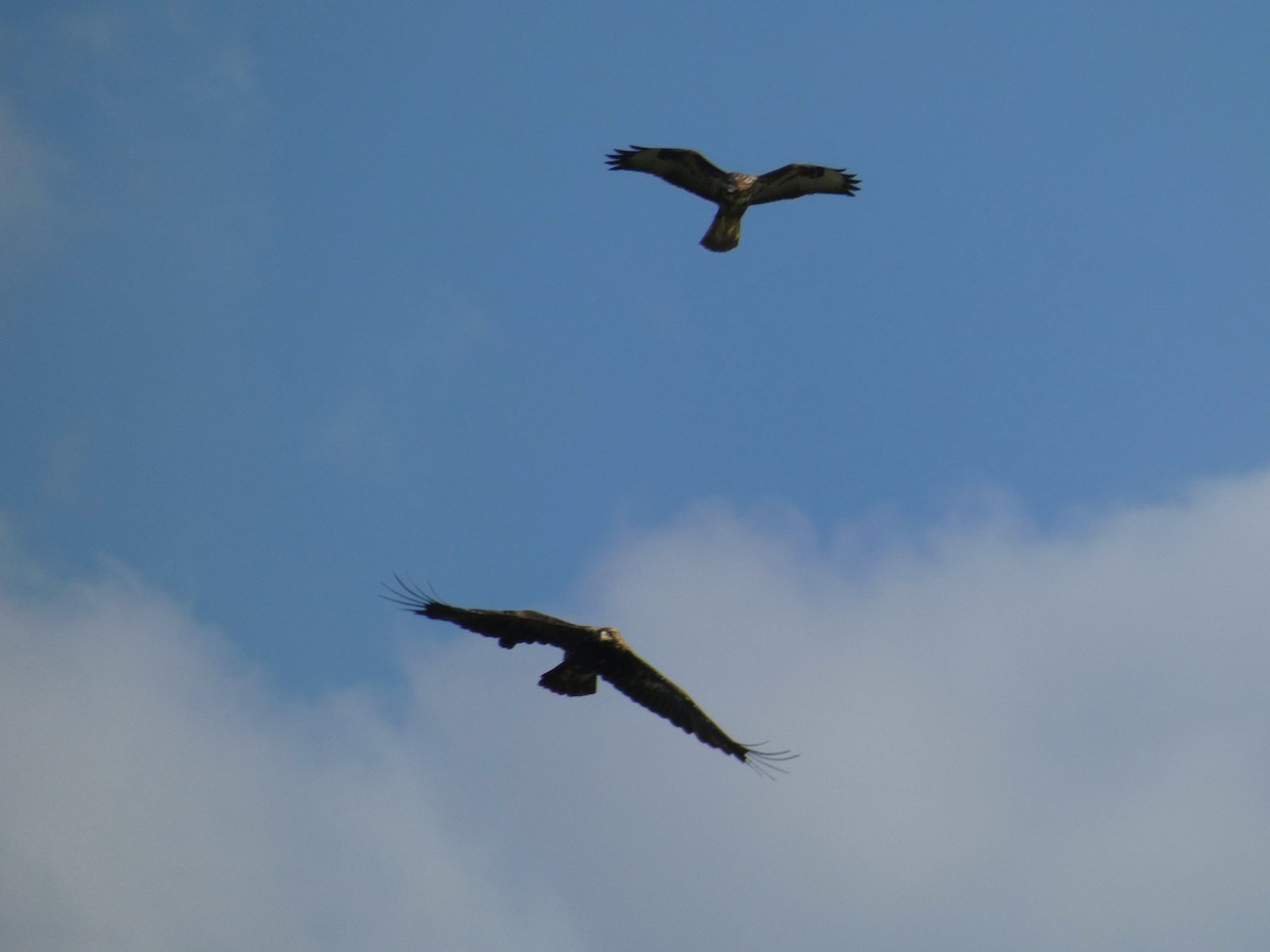 Eguzki-arrano eurasiarra - ML646925711