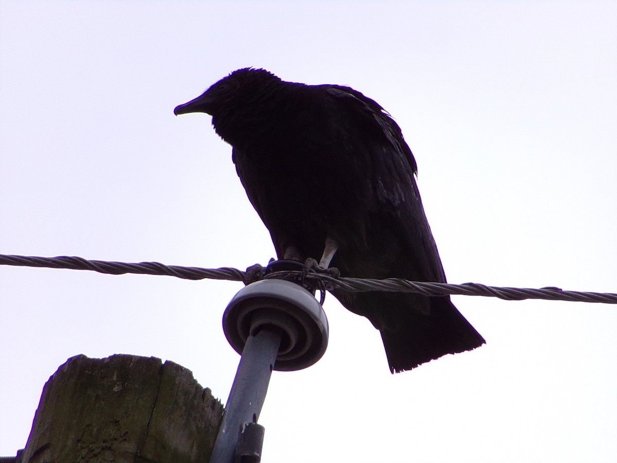 Zopilote beltza - ML646925713