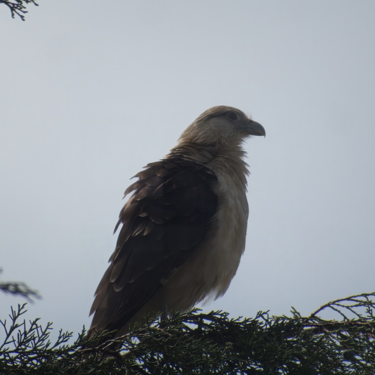 Yellow-headed Caracara - ML646925714
