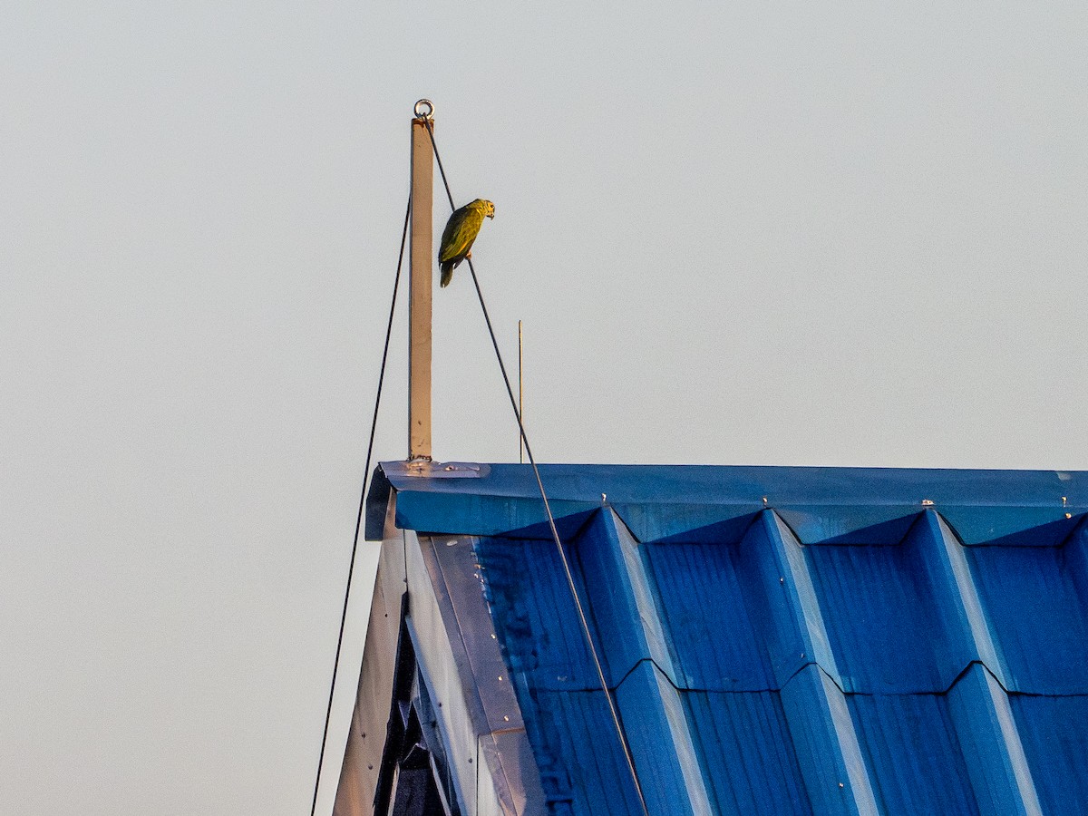 Amazona kopetaurdina - ML646925718