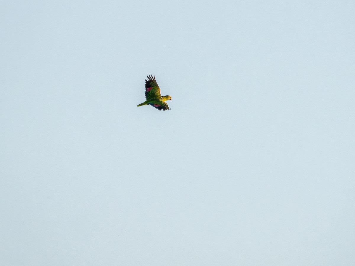 Amazona kopetaurdina - ML646925719