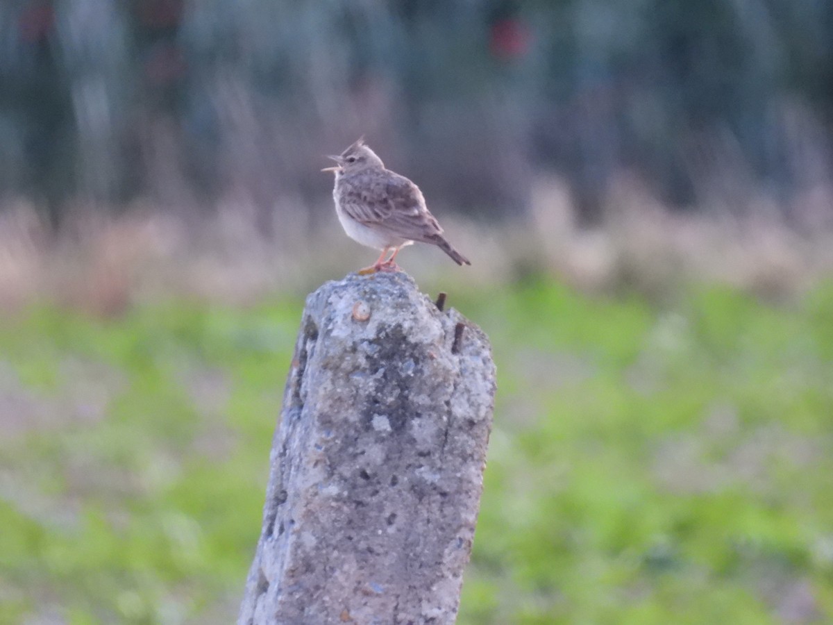 Kutturlio mokolaburra - ML646925723