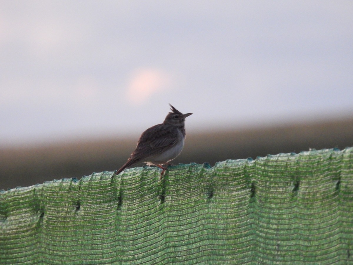 Kutturlio mokolaburra - ML646925724