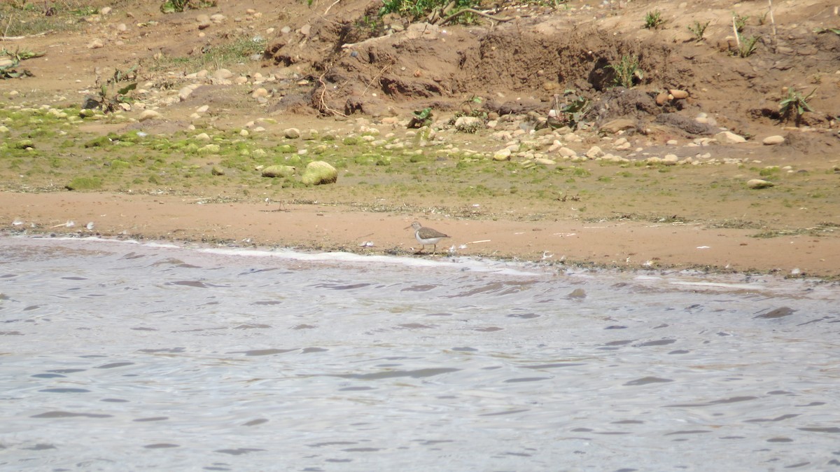 Kuliska txikia - ML646925726