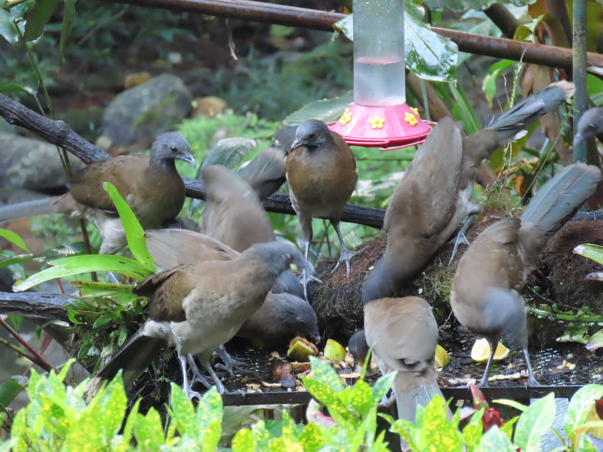Gray-headed Chachalaca - ML646925732