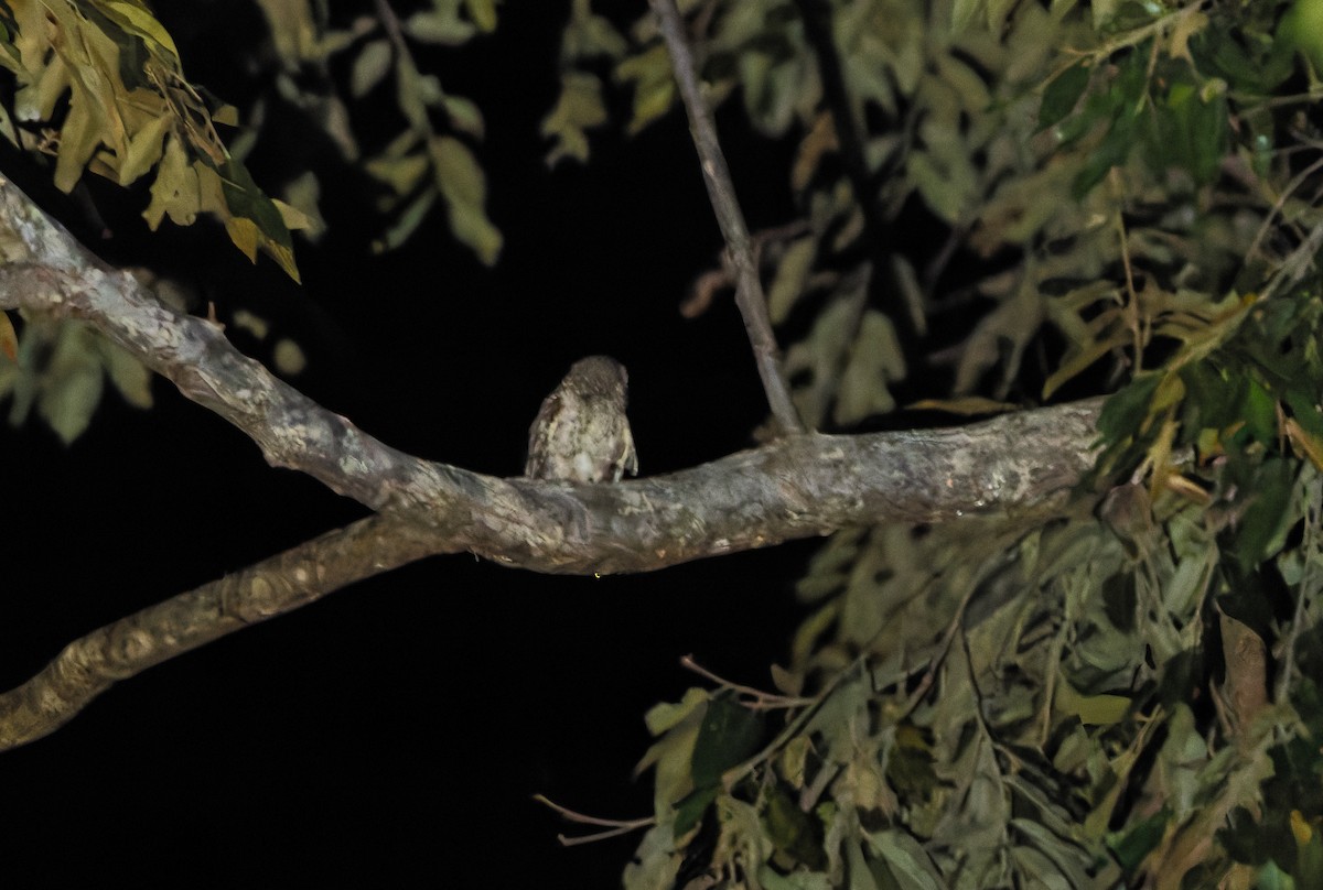 Молуккская совка [группа magicus] - ML646925734