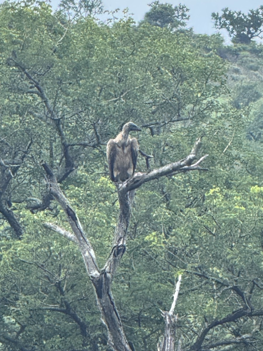 Buitre Dorsiblanco Africano - ML646925740