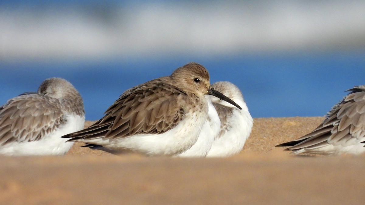 Kara Karınlı Kumkuşu - ML646925741