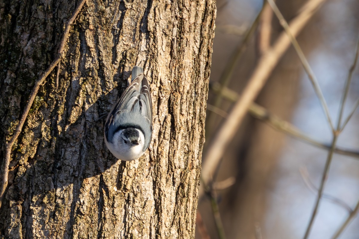 Sittelle à poitrine blanche - ML646925745