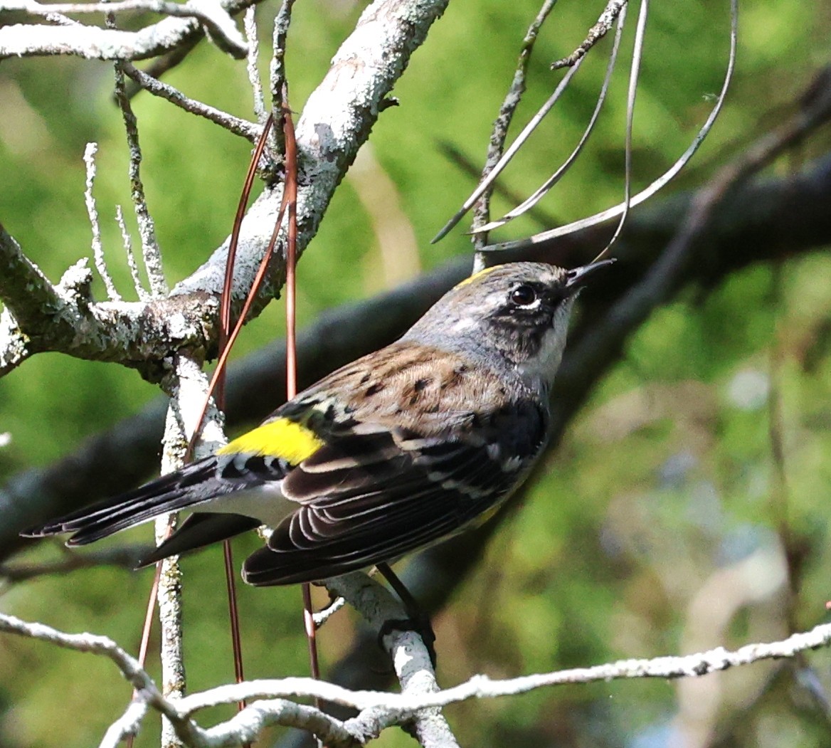 Yellow-rumped Warbler - ML646925746
