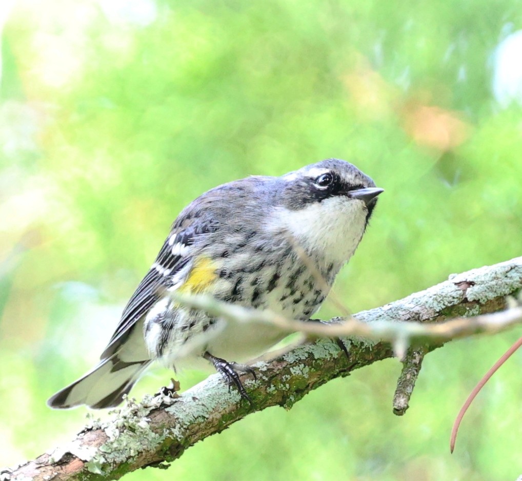 Yellow-rumped Warbler - ML646925747