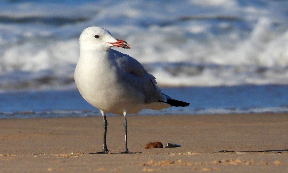 Ada Martısı - ML646925753