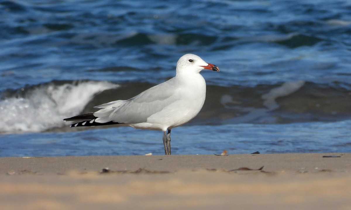 Ada Martısı - ML646925754