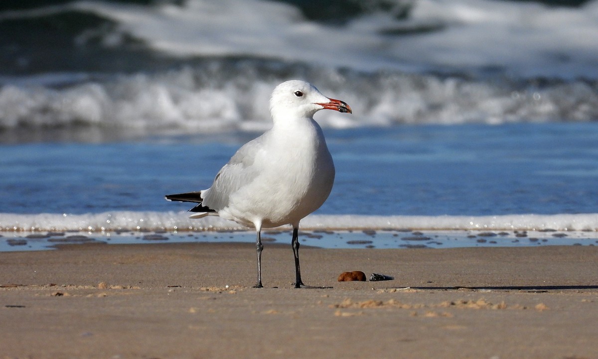 Ada Martısı - ML646925755