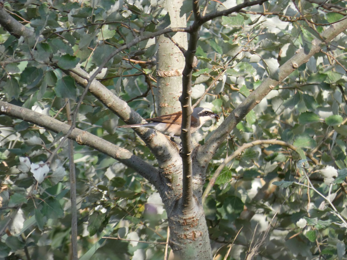 ťuhýk obecný - ML646925761