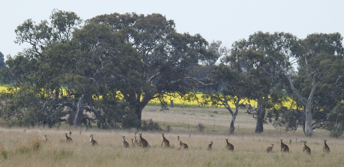 東部灰袋鼠 - ML646925765