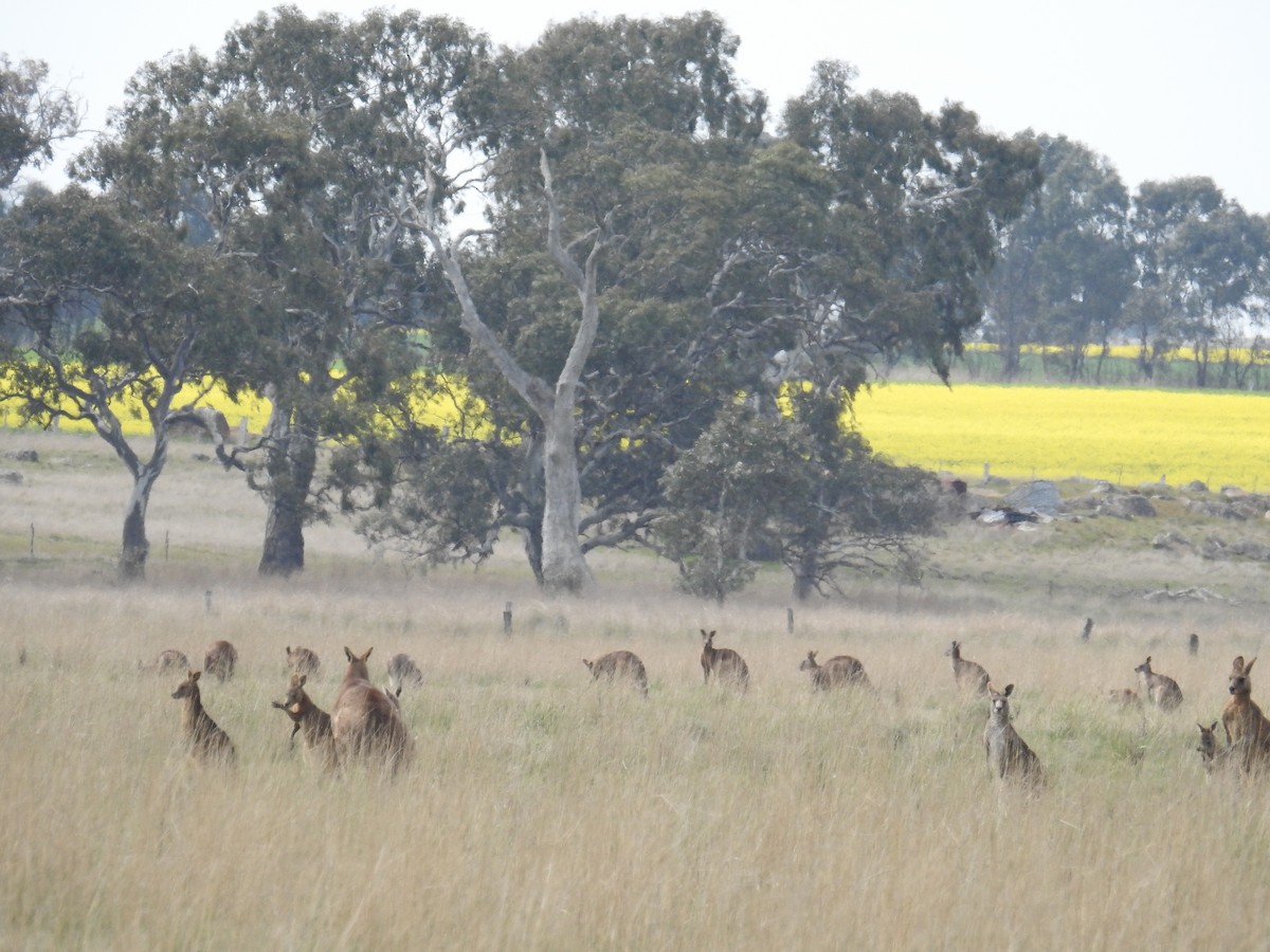 東部灰袋鼠 - ML646925767