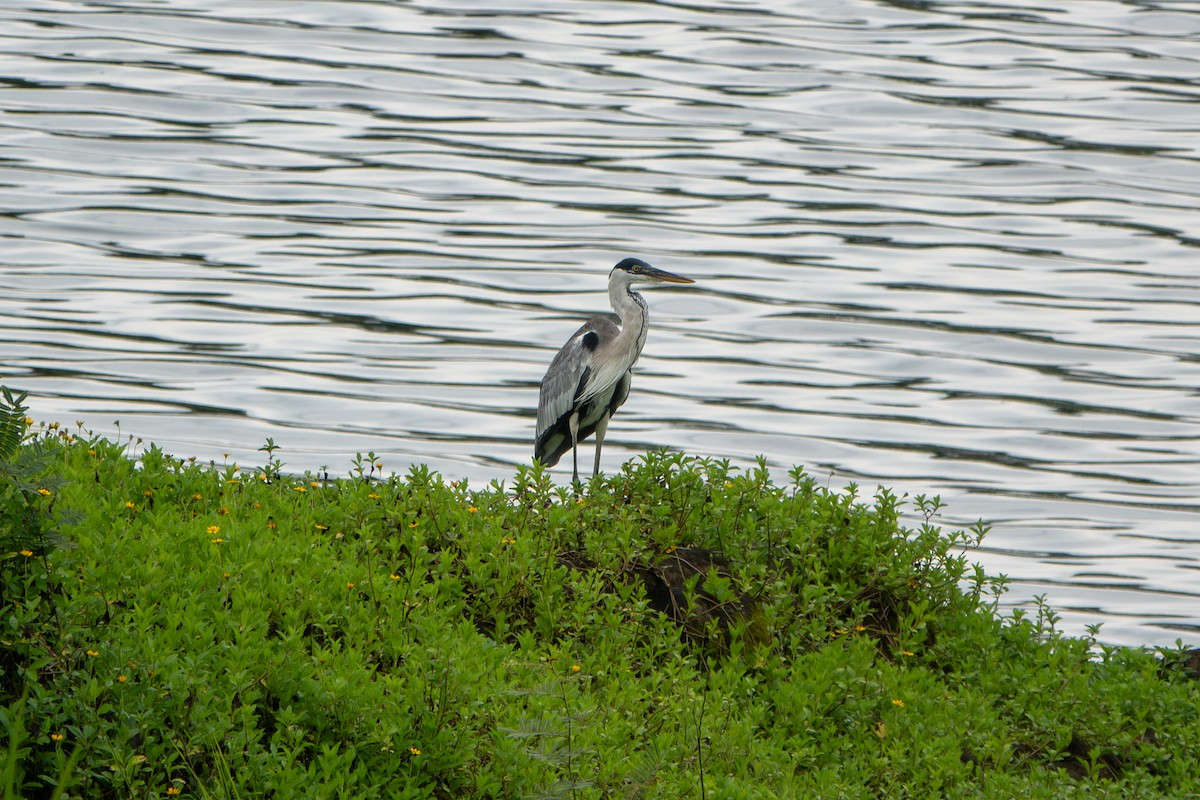 Cocoi Heron - ML646925768