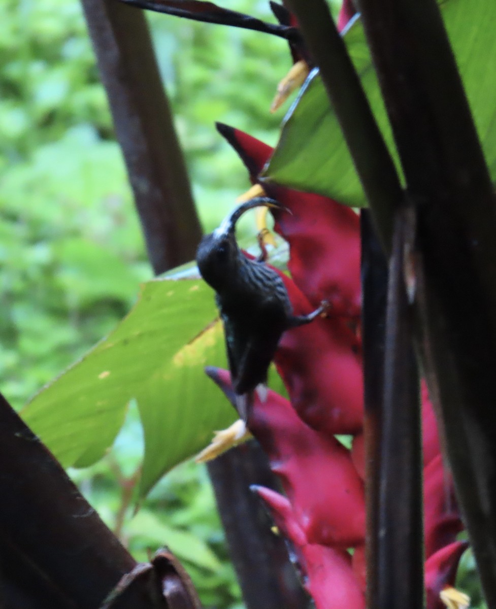 White-tipped Sicklebill - ML646925770