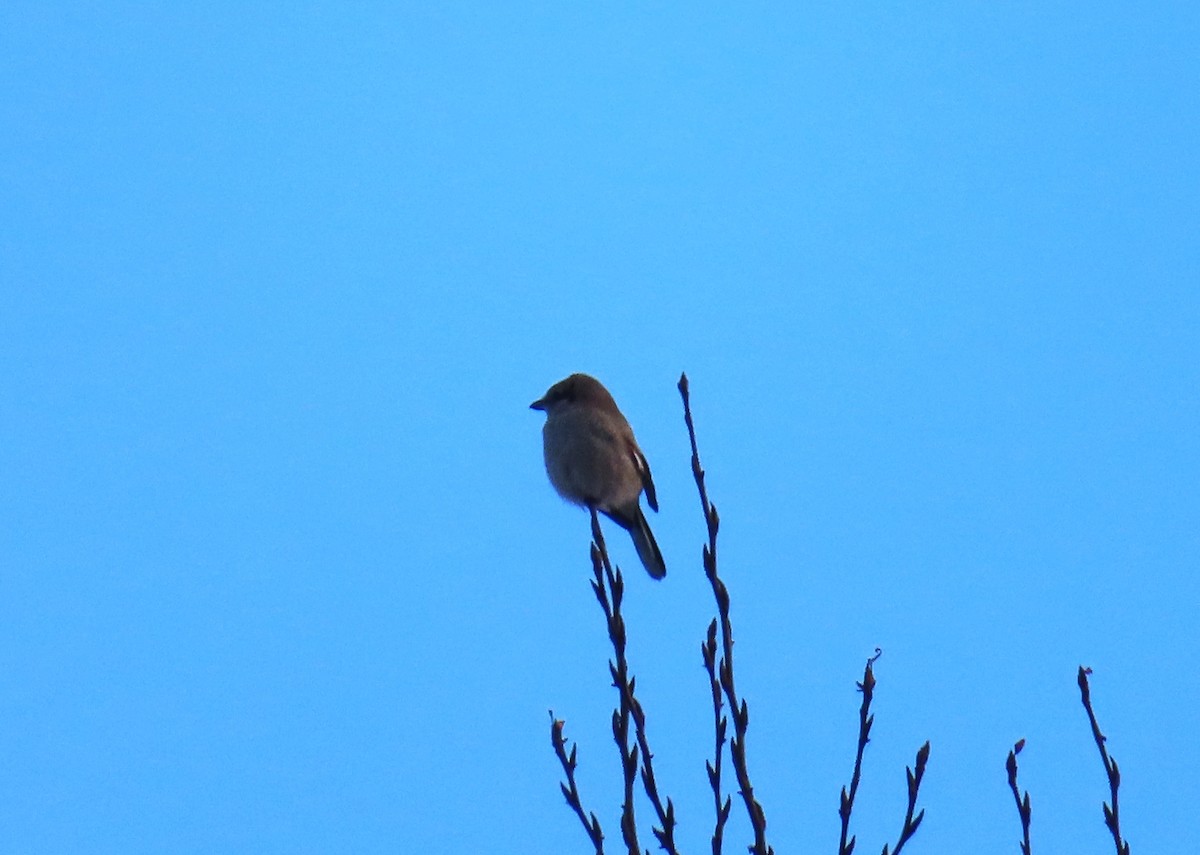 ťuhýk severní - ML646925773