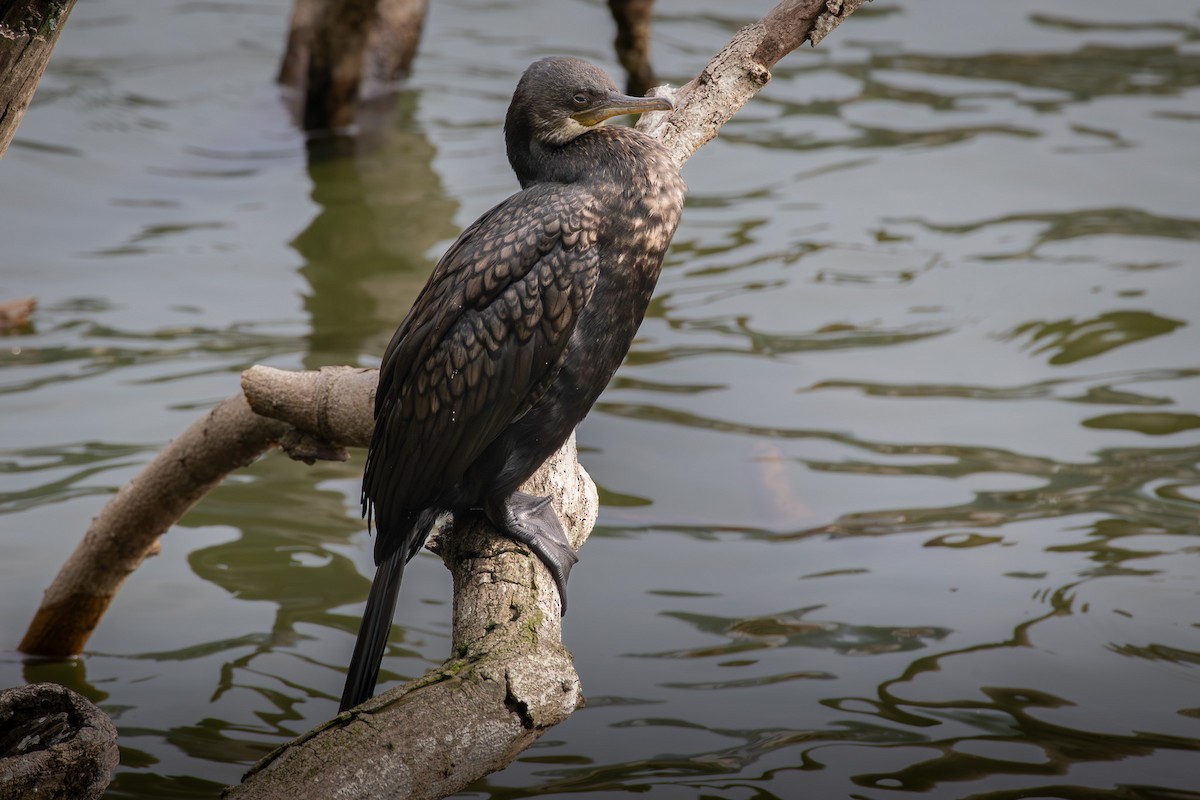 Cormoran à cou brun - ML646925789