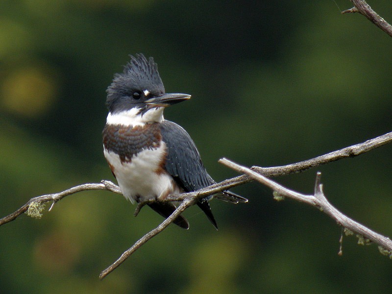 rybařík pruhoprsý - ML646925791