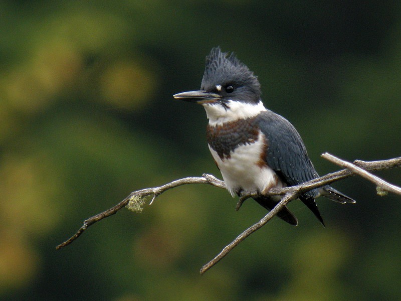 rybařík pruhoprsý - ML646925792