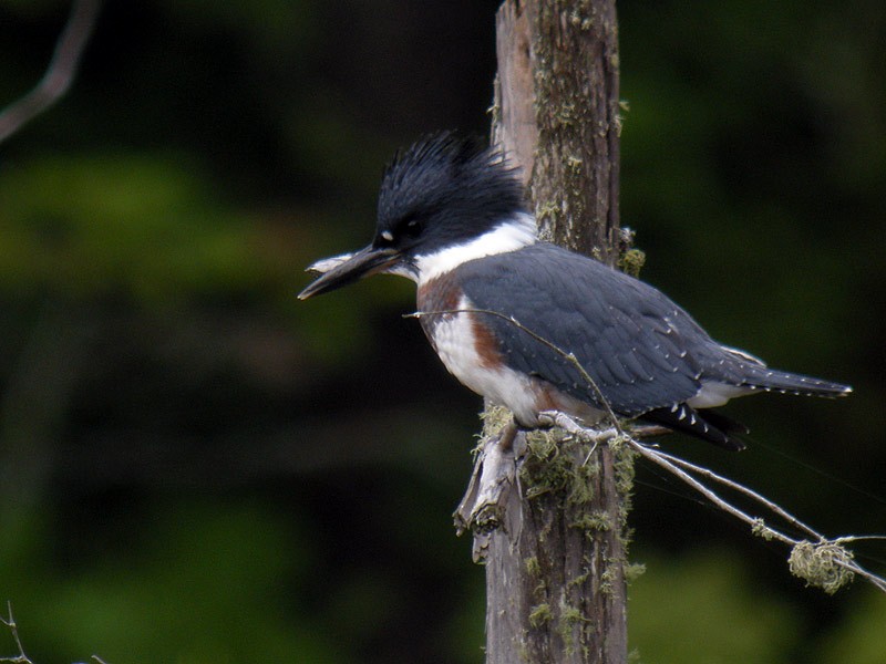 rybařík pruhoprsý - ML646925794