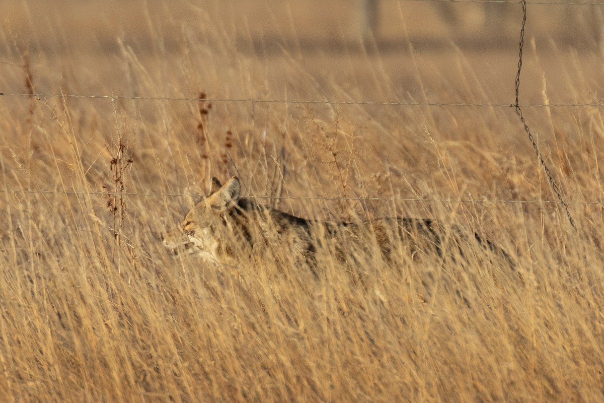 Coyote - ML646925795