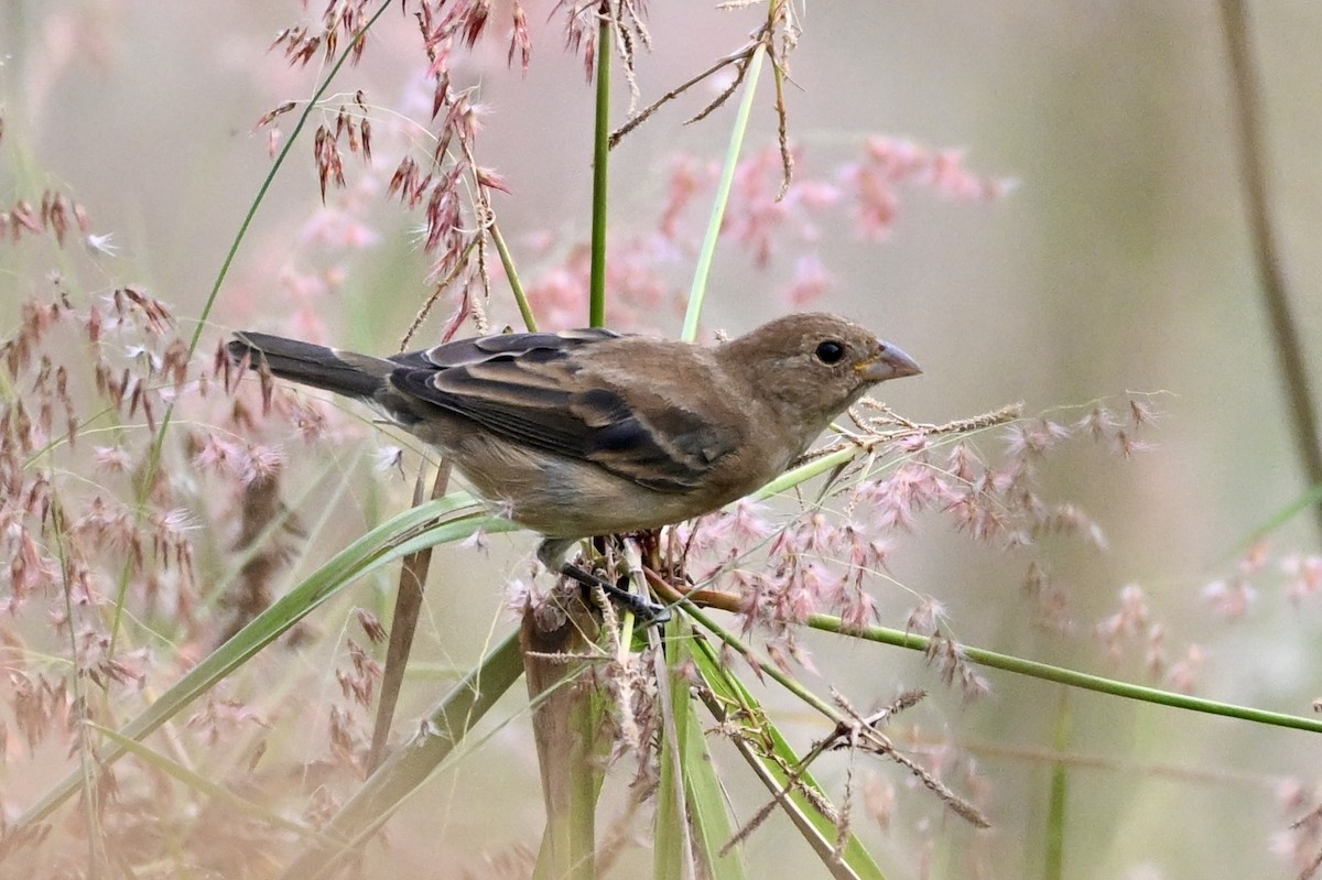 Indigo Bunting - ML646925801
