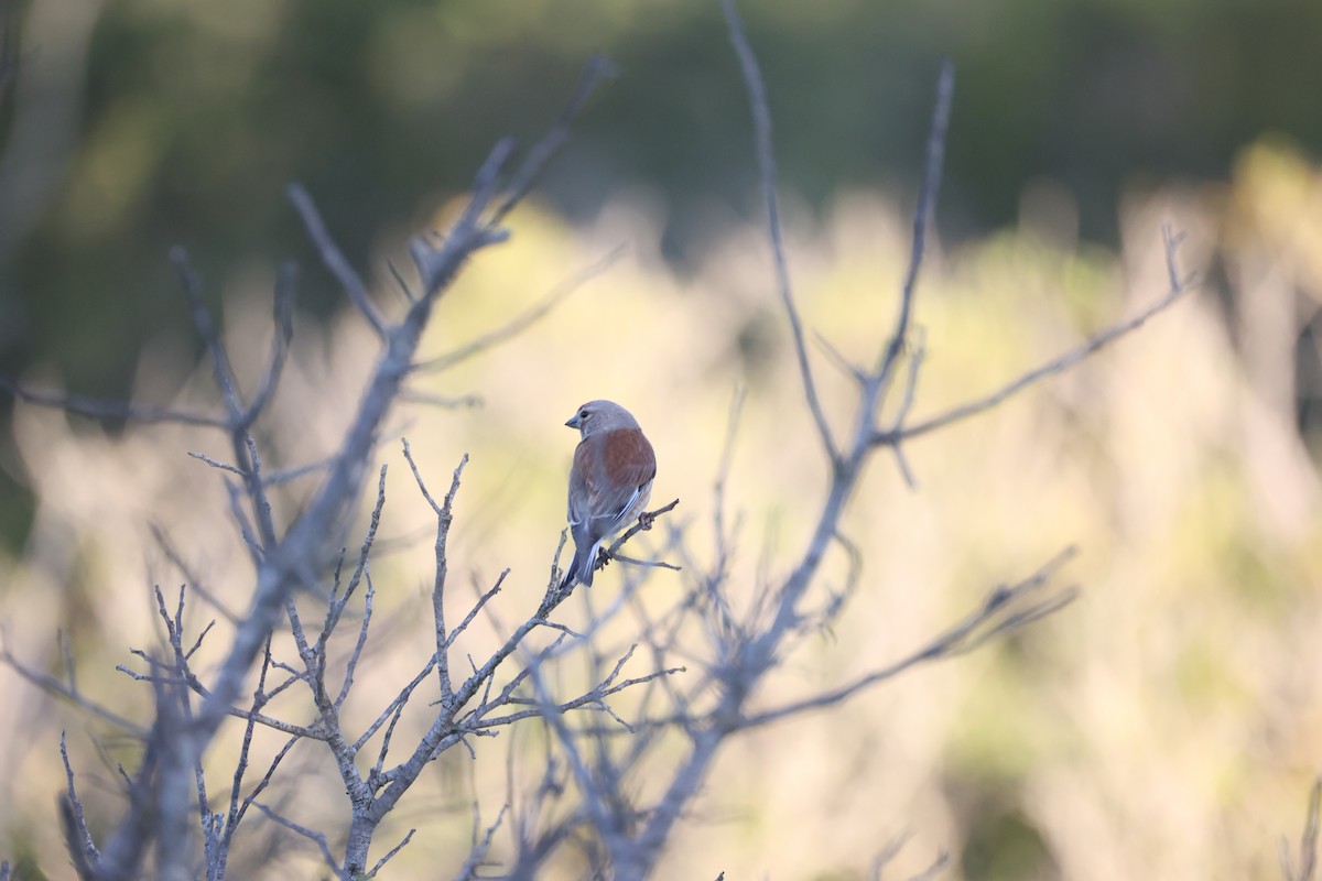 Eurasian Linnet - ML646925806