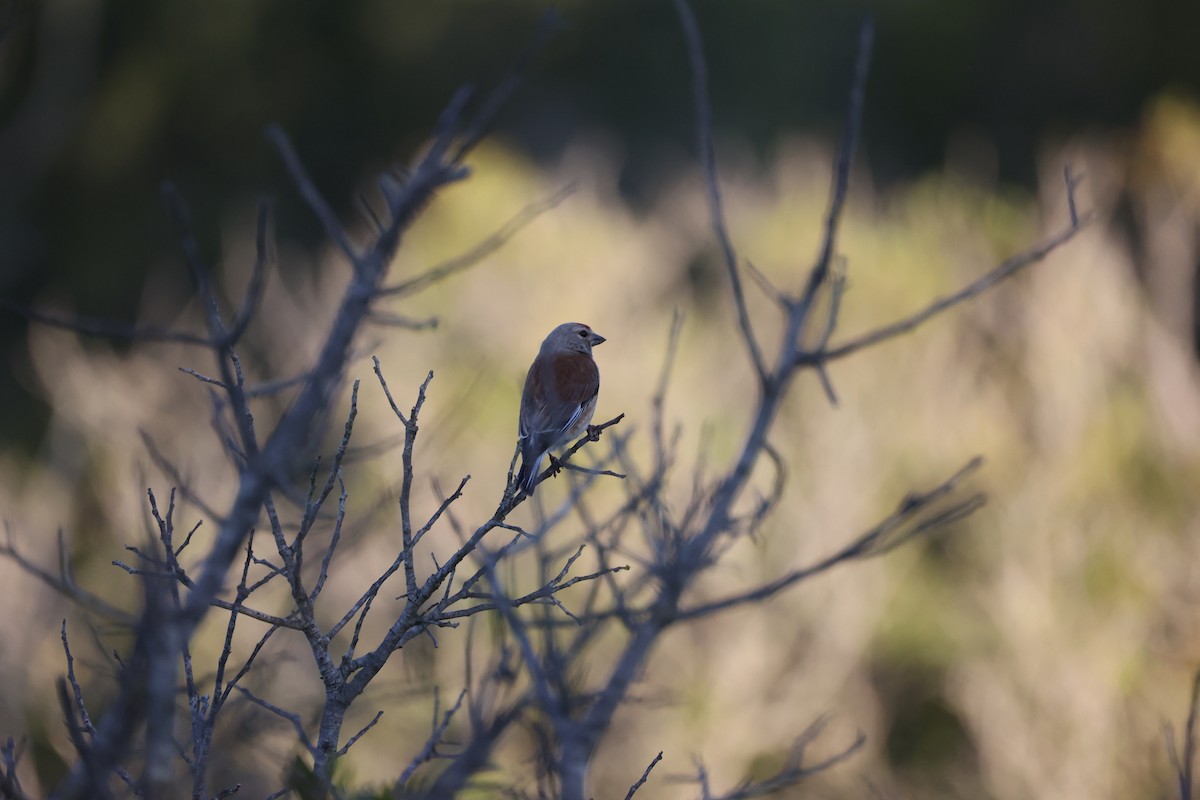 Eurasian Linnet - ML646925807