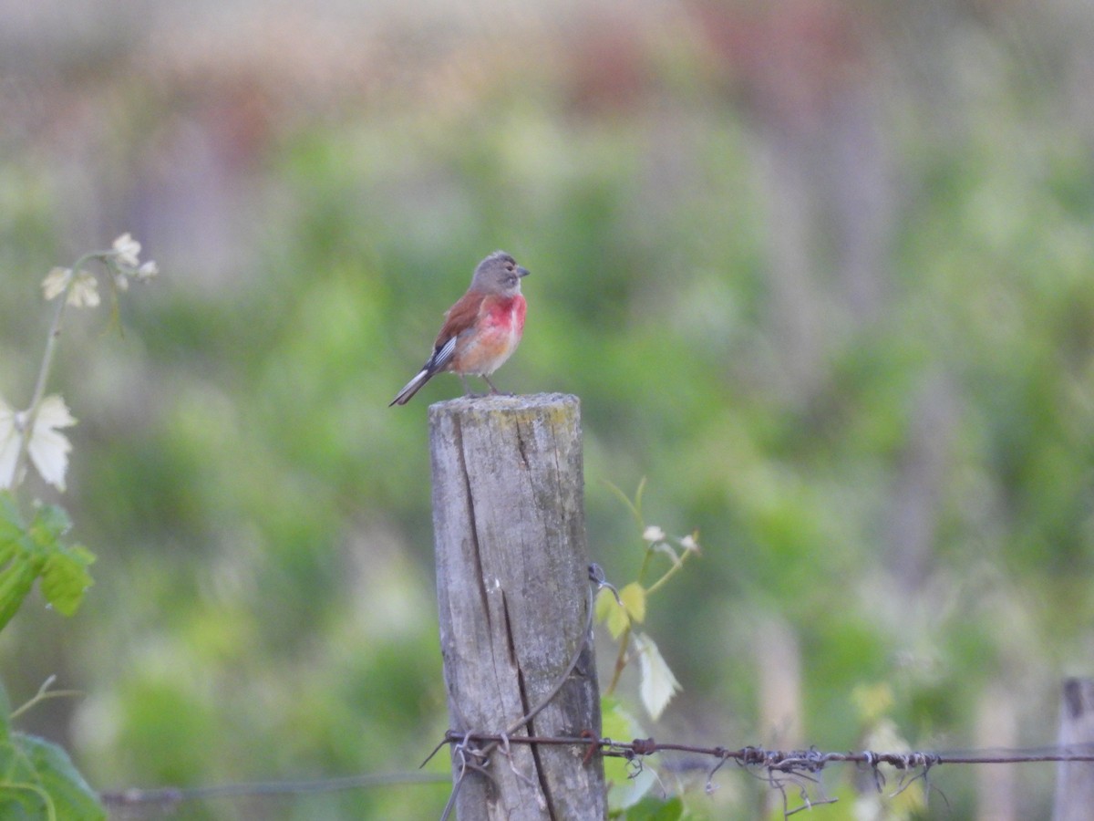 Eurasian Linnet - ML646925808