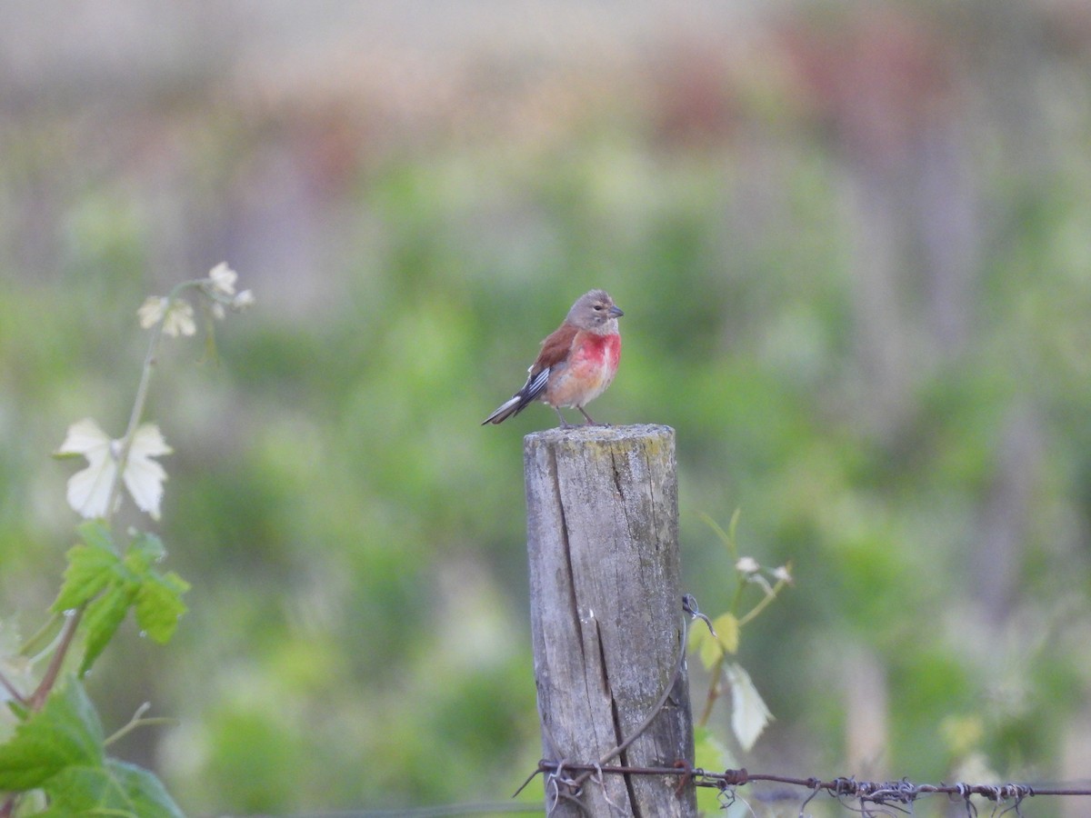 Eurasian Linnet - ML646925809