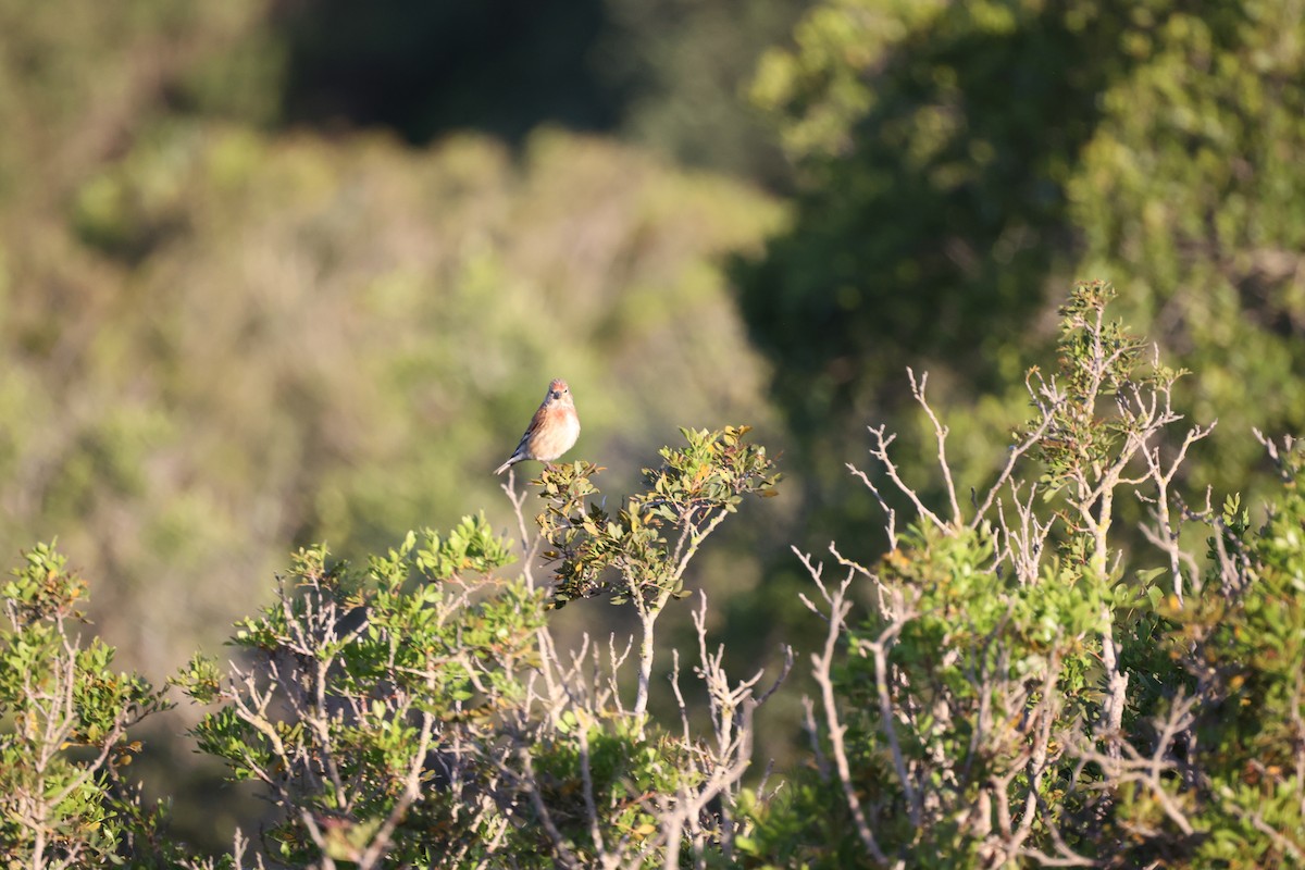 Eurasian Linnet - ML646925810