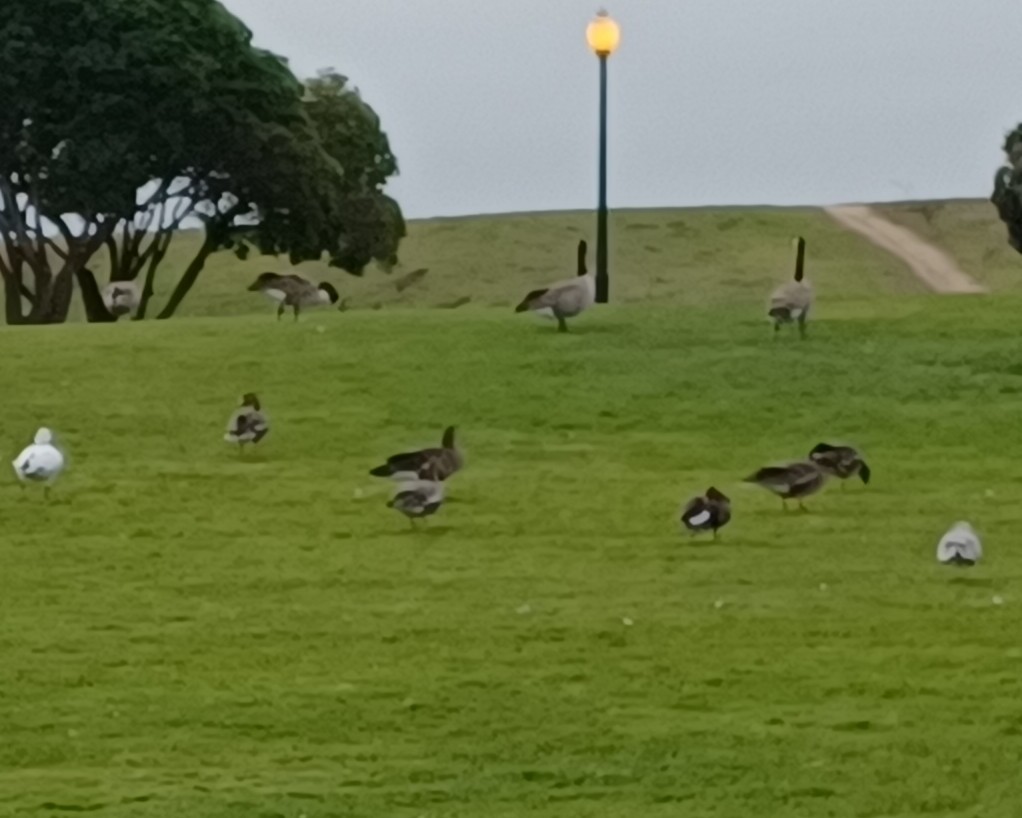 Greater White-fronted Goose - ML646925816