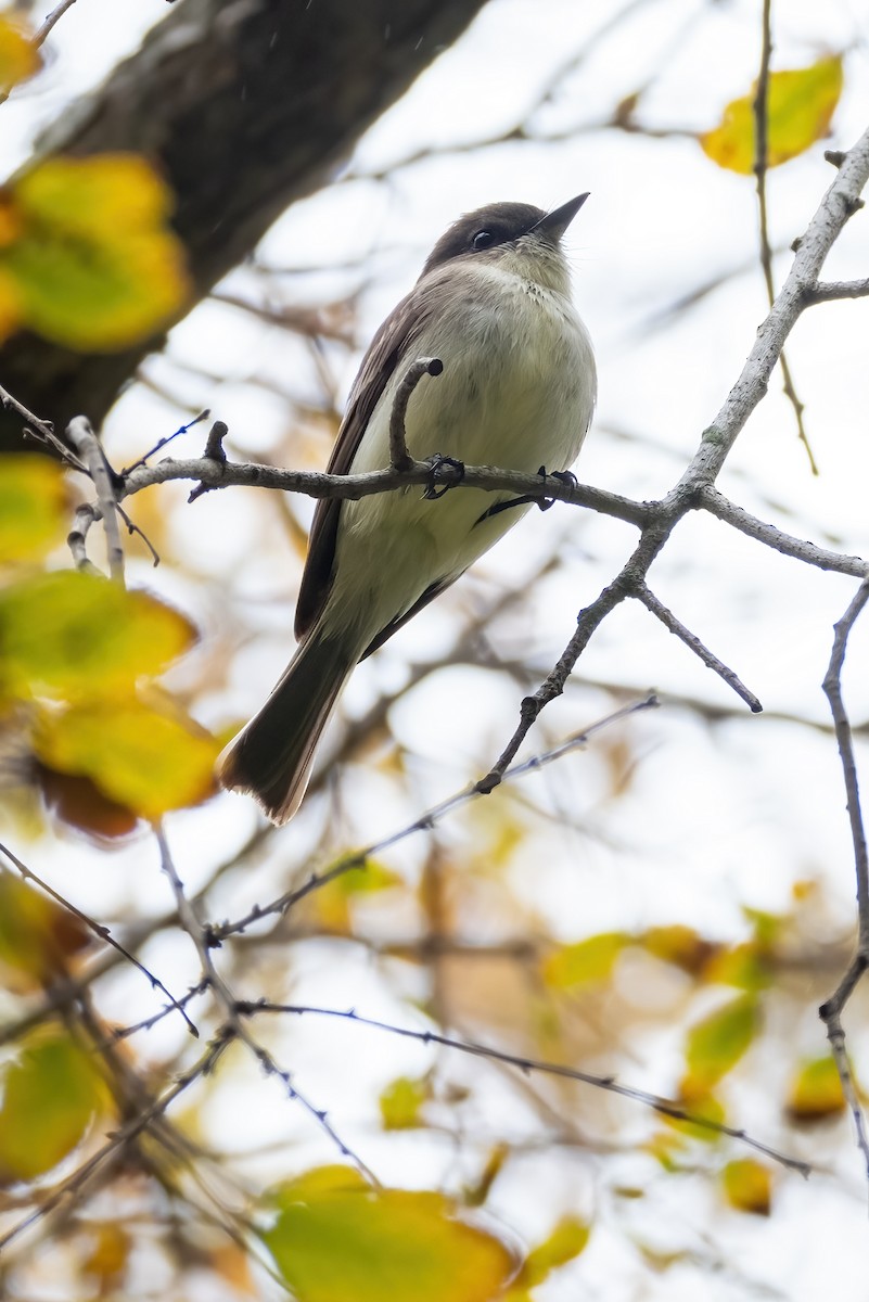 Ak Karınlı Fibi - ML646925818