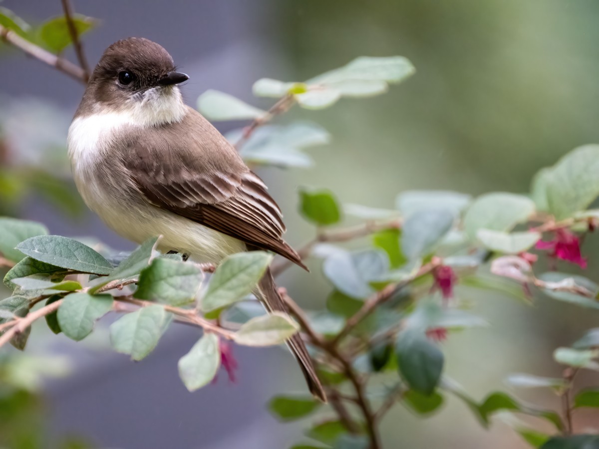 Ak Karınlı Fibi - ML646925819