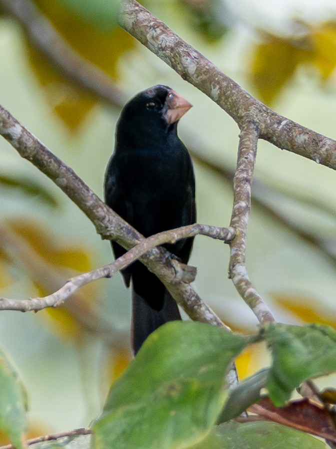 Sporophile de Nutting - ML646925820