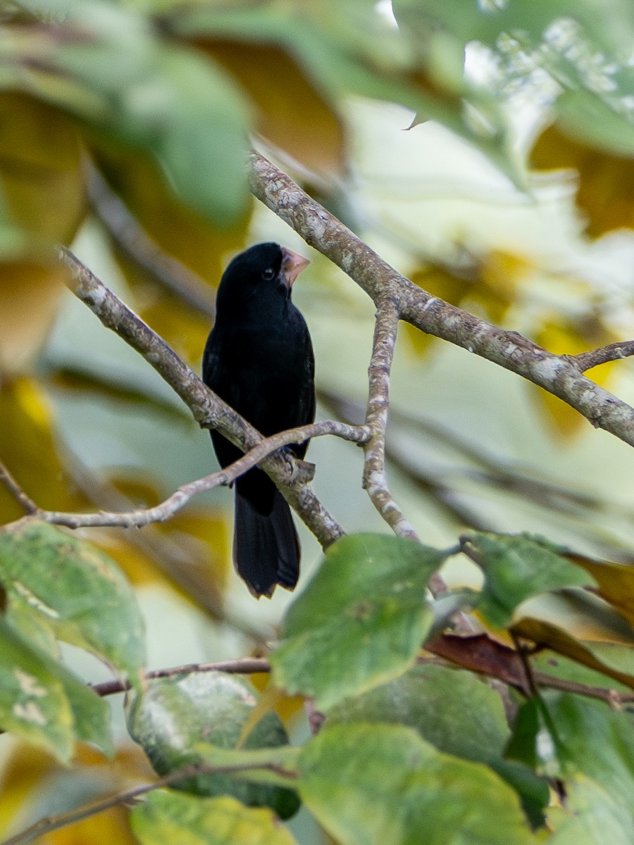 Sporophile de Nutting - ML646925824