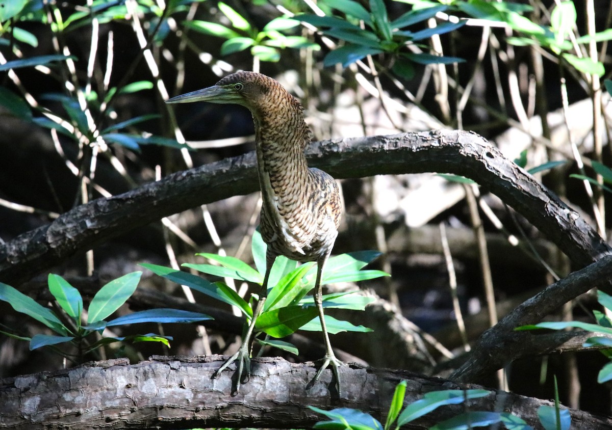 Bare-throated Tiger-Heron - ML646925835