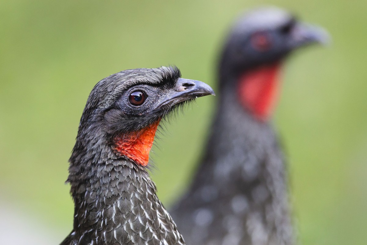 Dusky-legged Guan - ML646925838