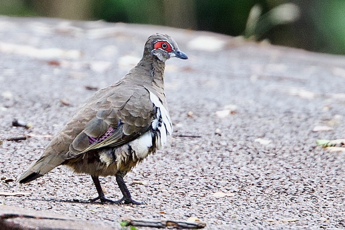 Paloma de Smith - ML646925841