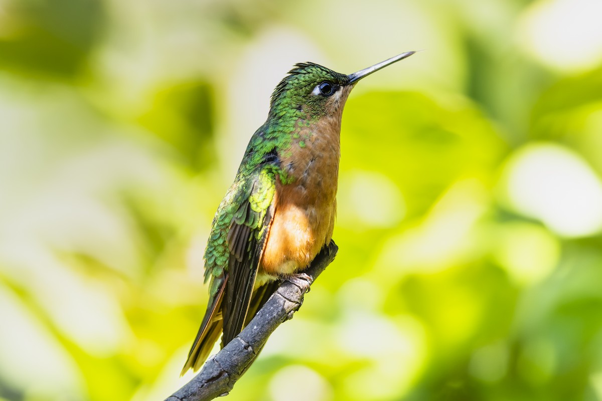 Brazilian Ruby - ML646925843