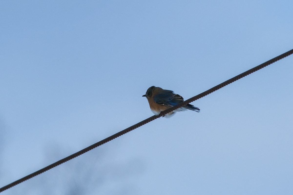 salašník modrý - ML646925844