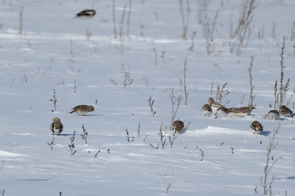 ostružka severní - ML646925847