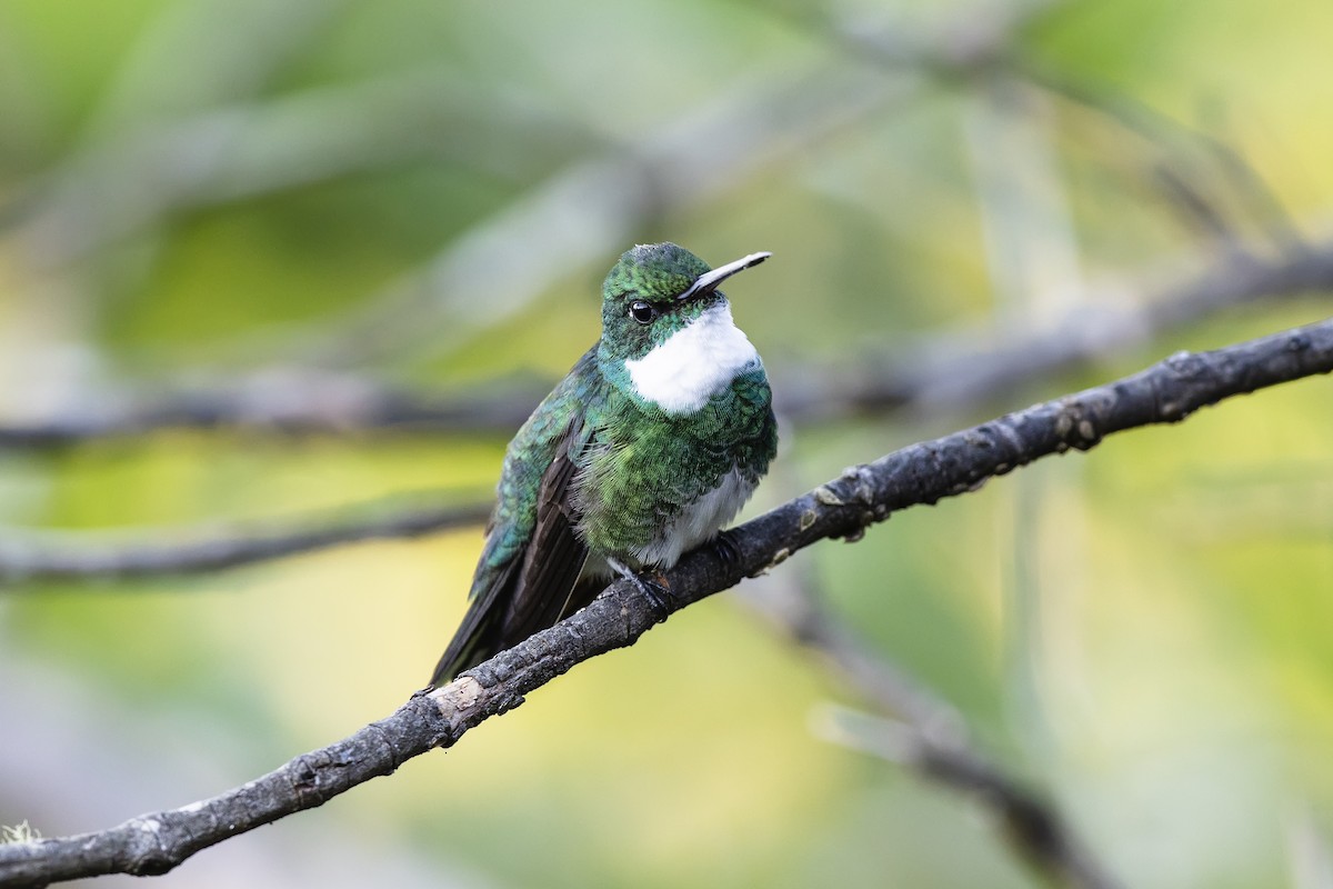 White-throated Hummingbird - ML646925850
